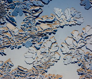 A magnified photo of ice crystals formed on a window. They look like transparent, leafy fronds edged with bronze highlights