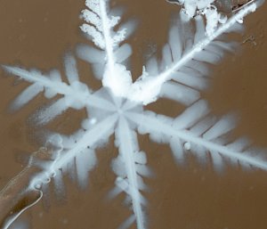 A magnified photo of a snowflake trapped in resin, surrounded by blob-like air pockets