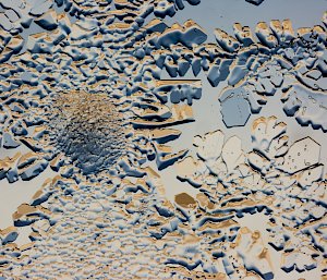 A magnified photo of ice crystals formed on a window. Many are clustered tightly together creating the appearance of a bumpy texture. Some are spread out in wide, irregular polygonal shapes