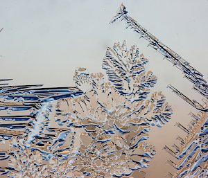 A magnified photo of ice crystals formed on a window. Some have formed spreading out like fern fronds, others have formed in straight lines with spine-like protrusions