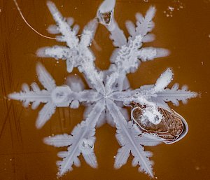 A magnified photo of a snowflake trapped in resin, with an air pocket occupying the space between two of its branches