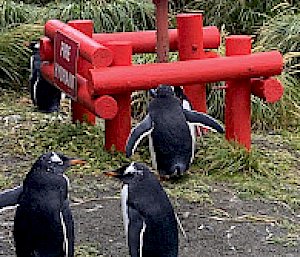 A group of penguins huddle around a red fire hydrant