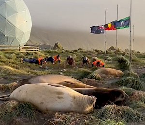 A group of people are doing push ups in the tussock being watched by some seals