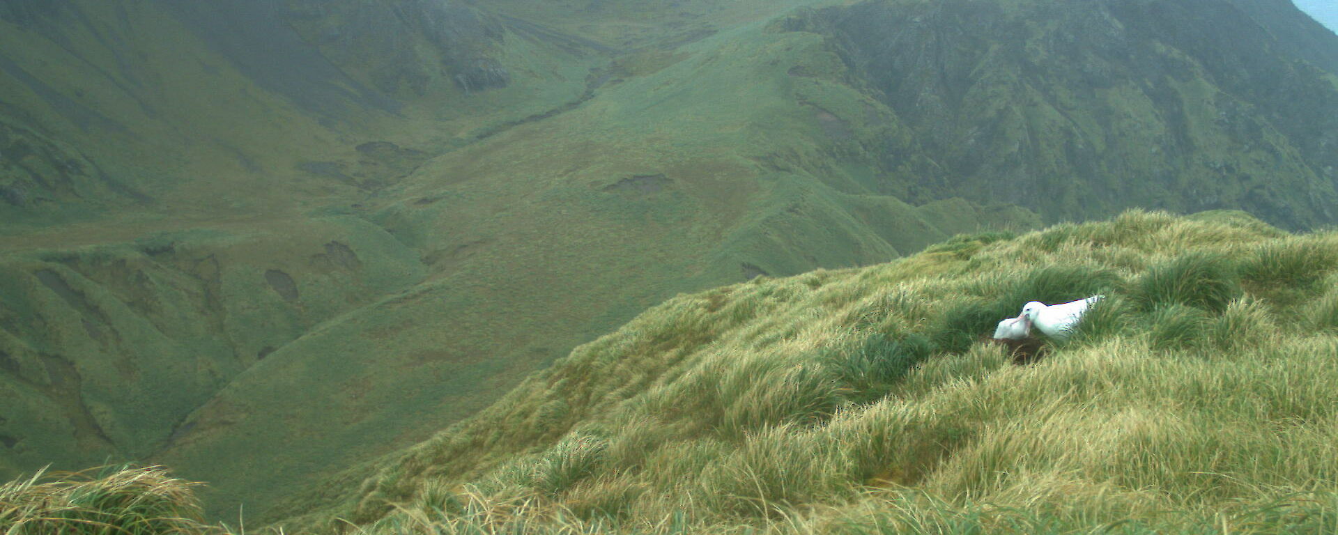 A remote camera photograph of an adult wandering albatross feeding a chick on a grassy hill