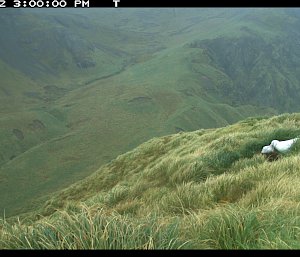 A remote camera photograph of an adult wandering albatross feeding a chick on a grassy hill