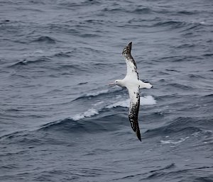 An albatross soaring above the southern ocean.