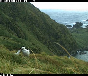 Two albatross sit on a grassy bank above the ocean.  One is feeding the other.