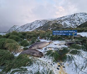 Three seals lie on grassy tussocks tinged with snow in front of a sign saying Macquarie Island