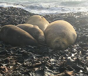 Four seals lie on the seaweed at the water's edge
