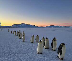 Line of emperor penguins from right foreground to left background, on flat sea ice with icebergs and sunset in distance