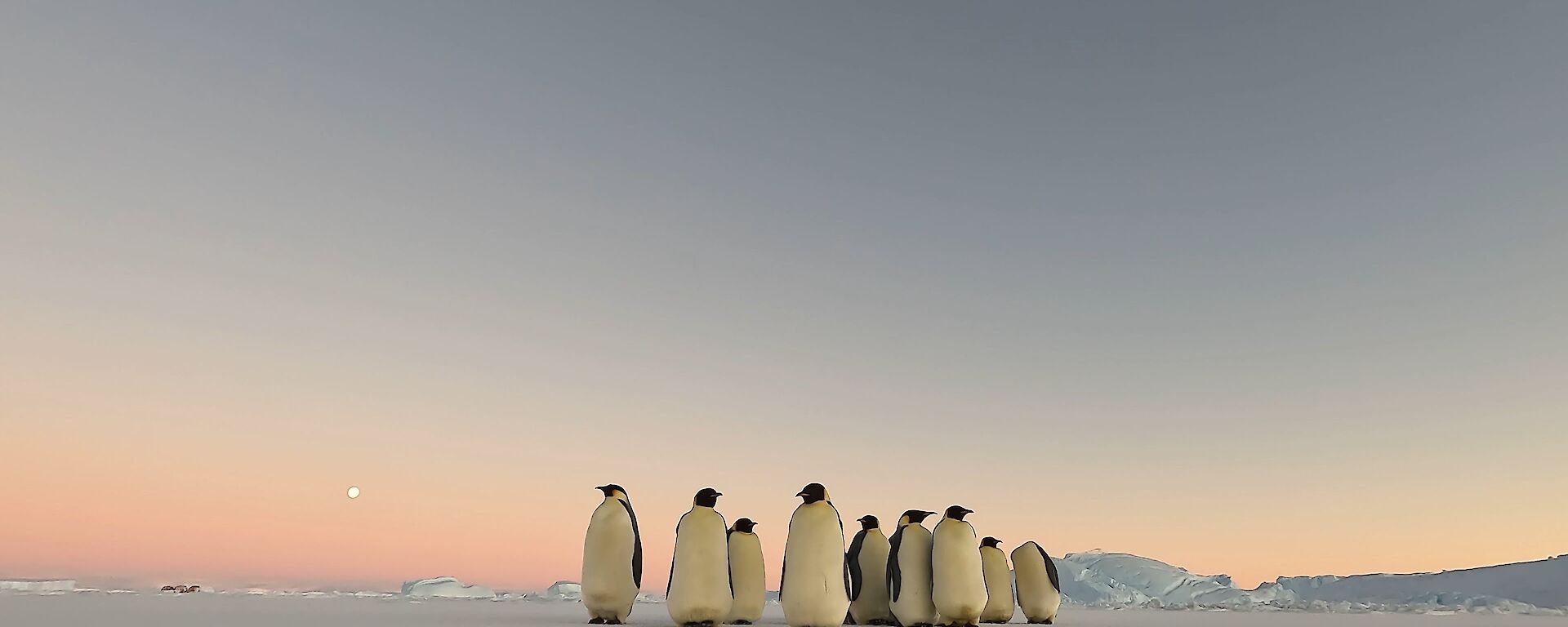 Group of emperors facing camera on flat sea ice, with large expanse of sky above which is lit with pink and lilac light