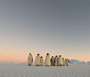 Group of emperors facing camera on flat sea ice, with large expanse of sky above which is lit with pink and lilac light
