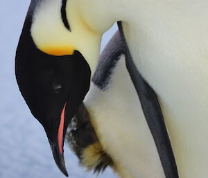 Close up of emperor penguin bent over with foot itching side of face