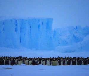 huddled group of  thousands of emperor penguins, at base of large blue tabular iceberg