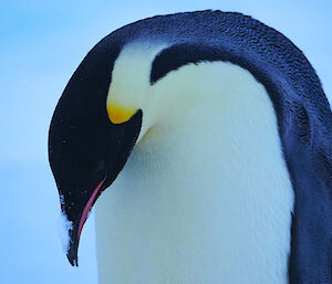 Close up of emperor penguin from chest up, bent over, with snow on beak