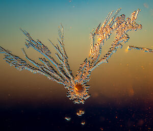 A magnified photo of an ice crystal formation on a window pane. It looks like jagged tails of ice branching out from a round nucleus