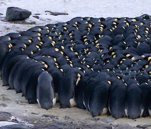 Close up of huddle of emperor penguins, most showing their black back