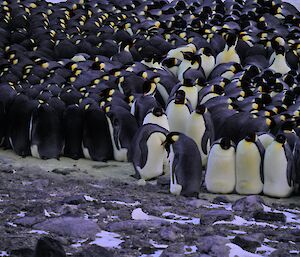 Close up of huddle of emperor penguins, most showing their black back