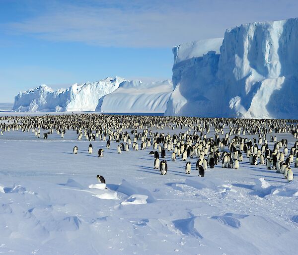 A colony of emperor penguins in front of a towering ice shelf.