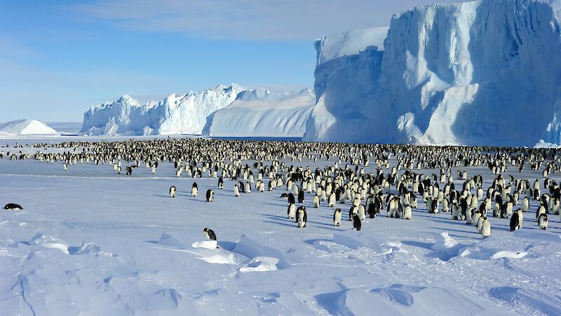A colony of emperor penguins in front of a towering ice shelf.