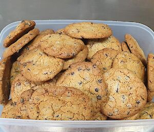 Cooked cookies in plastic container