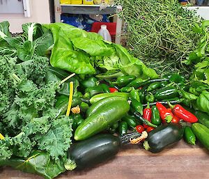 Kitchen bench covered with vegetables from harvest including kale, lettuce, zucchini, chillies, cucumber and herb cuttings