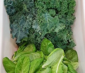 White plastic bin filled with kale and lettuce