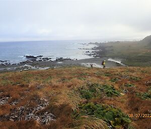 A person in a bright yellow jacket walking on grass with the ocean behind them