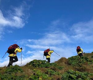 Three people in bright yellow jackets walking up a hill on Macquarie Island