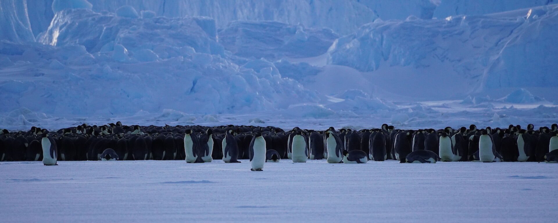 Grouping of Emperor Penguins sitting at the base of a large iceberg
