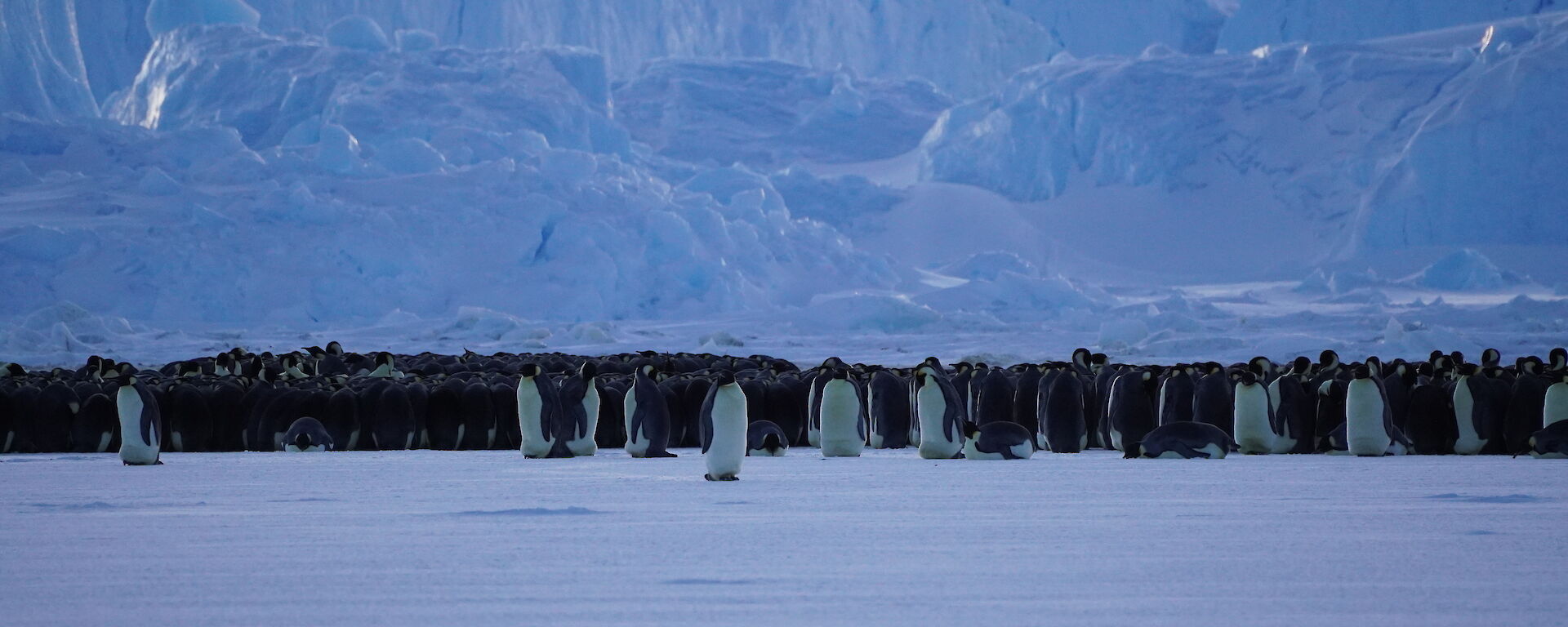 Grouping of Emperor Penguins sitting at the base of a large iceberg