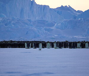 Grouping of Emperor Penguins sitting at the base of a large iceberg