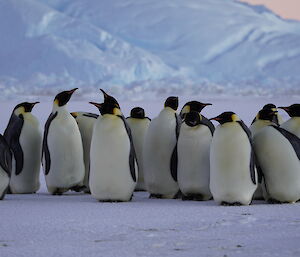 Group of 15 emperor penguins all facing  photographer, iceberg in background
