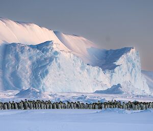 Group of 100s of emperor penguins stand together at base of iceberg