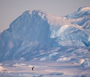 One lone emperor penguin walks across sea-ice with large iceberg in background
