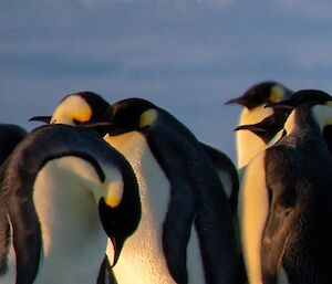 Small emperor penguin chick pokes out it's head from where it sits on the feet of parent penguin