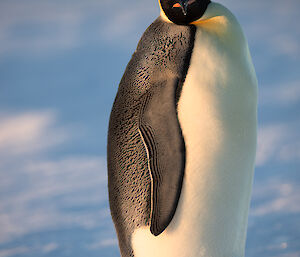 Close up of emperor penguin looking directly at camera