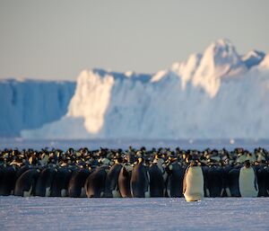 Large huddle of emperor penguins, most with backs to camera except one who has stepped out of the group towards the photographer. In the background large icebergs.