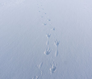 Penguin footprints tracking across the sea ice