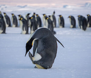Emperor penguin in foreground bends over to scratch face with left foot