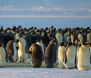 Group of emperor penguins, one in front right has very small chicks head sticking out near his feet