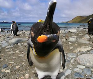 A number of penguins stand on the rocky shore with a blue and white ship out to sea.