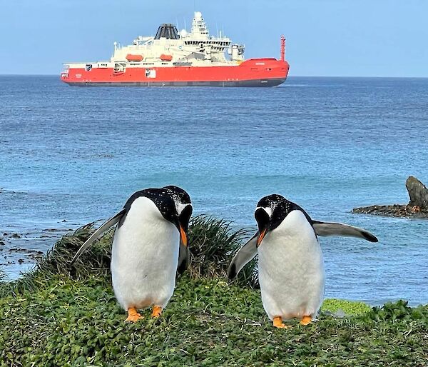 A large red ship with two penguins on shore in front of it