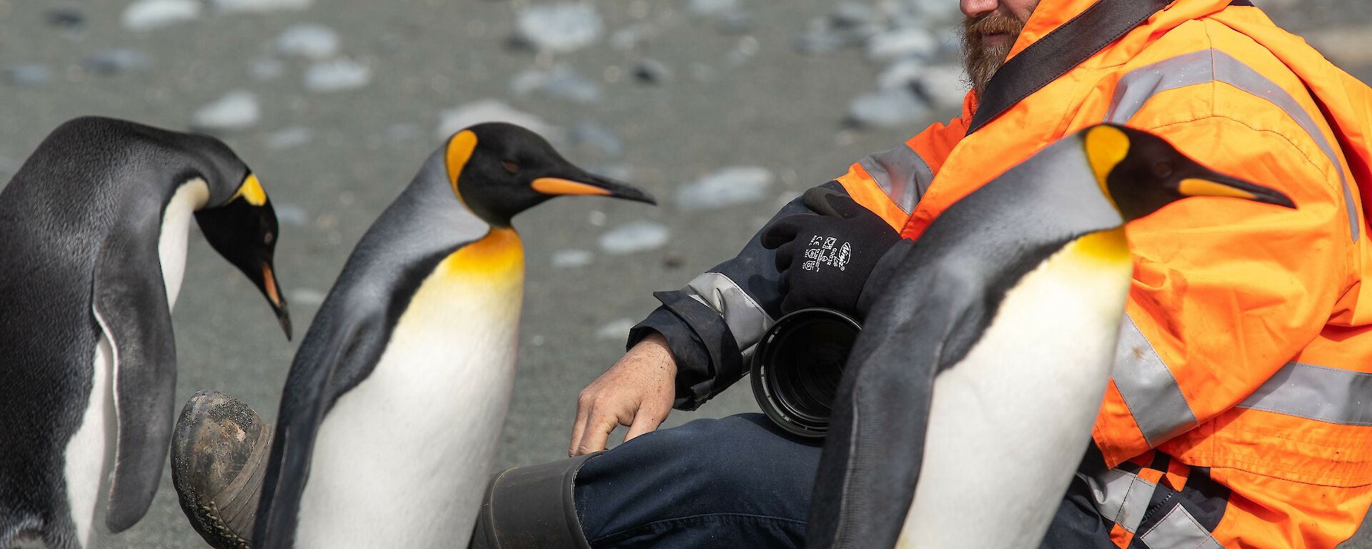 Man sitting on beach and holding camera, surrounded by king penguins