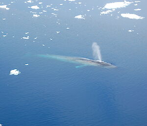 An Antarctic blue whale surfacing and surrounded by small bits of ice.