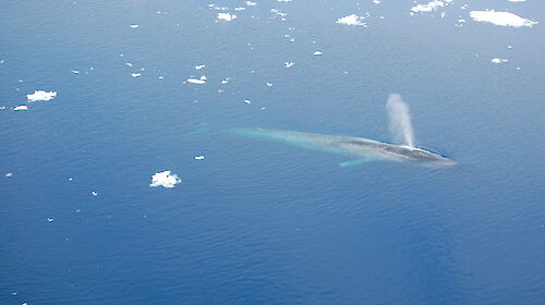 An Antarctic blue whale surfacing and surrounded by small bits of ice.