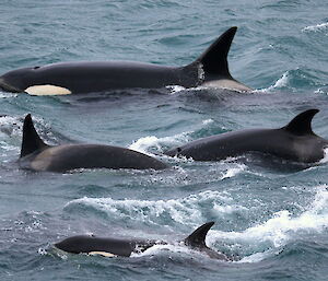 A pod of four killer whales surfacing in choppy waters.