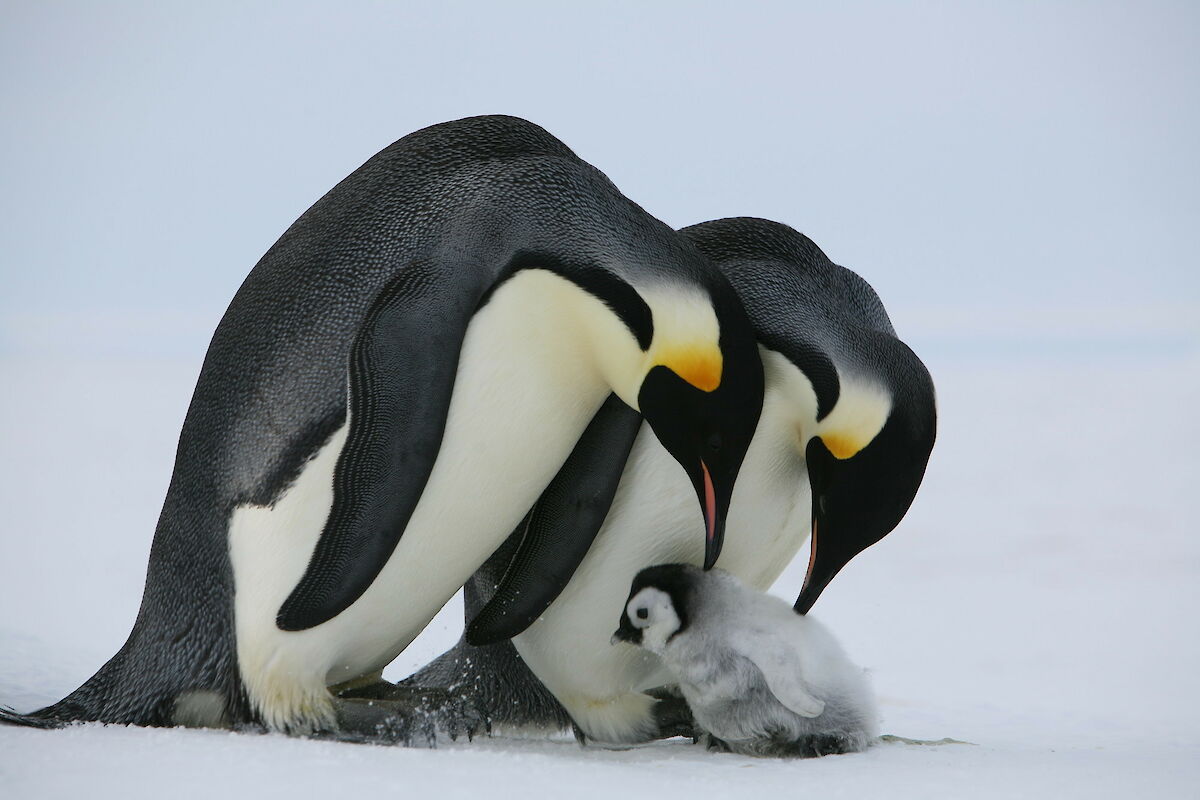 Antarctic food web – Australian Antarctic Program Antarctic food web – Australian Antarctic Program