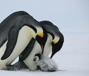 A fluffy penguin chick sits at the feet of two adult emperor penguins, who are leaning over to touch the chick with their beaks.