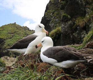 Two white birds with grey wings and yellow beaks sit on a grassy nest, with large hills and blue cloudy sky in the background